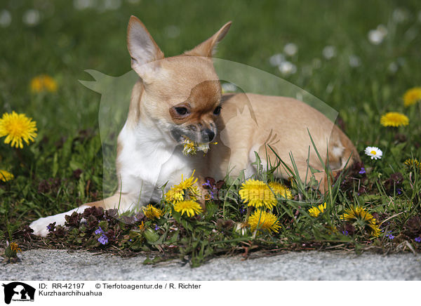 Kurzhaarchihuahua / shorthaired Chihuahua / RR-42197