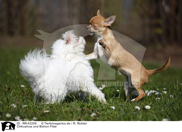 Chihuahua und Bichon Frise / RR-42206