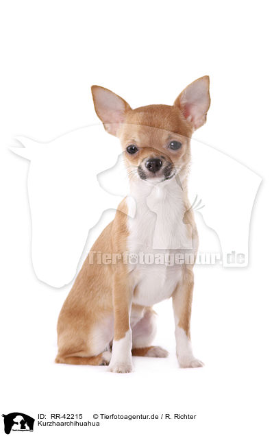 Kurzhaarchihuahua / shorthaired Chihuahua / RR-42215