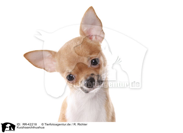Kurzhaarchihuahua / shorthaired Chihuahua / RR-42218