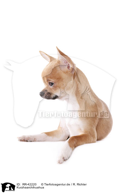 Kurzhaarchihuahua / shorthaired Chihuahua / RR-42220