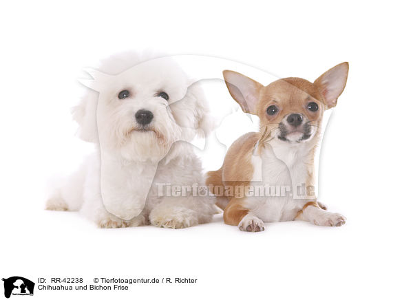 Chihuahua und Bichon Frise / RR-42238
