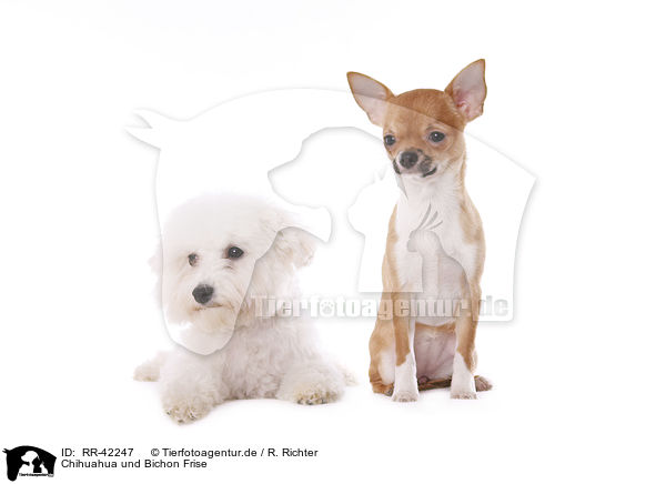 Chihuahua und Bichon Frise / RR-42247