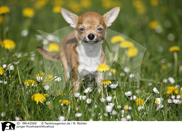 junger Kurzhaarchihuahua / young shorthaired Chihuahua / RR-42589