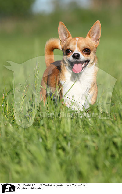 Kurzhaarchihuahua / IF-09197