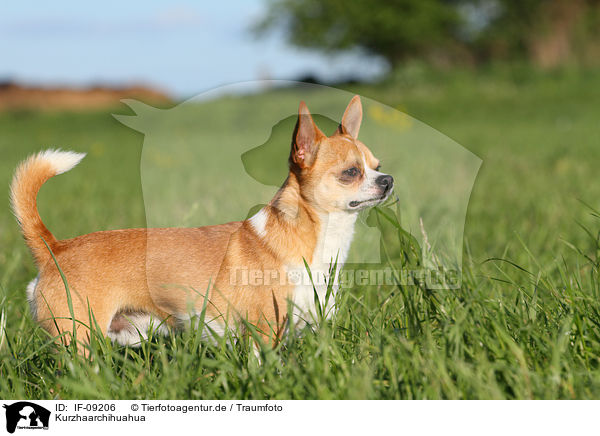 Kurzhaarchihuahua / IF-09206