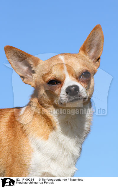 Kurzhaarchihuahua Portrait / IF-09234
