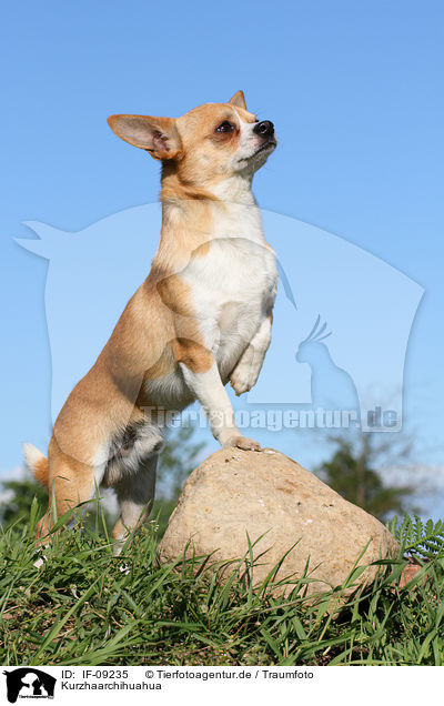 Kurzhaarchihuahua / IF-09235