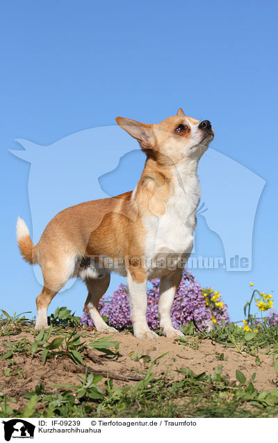Kurzhaarchihuahua / IF-09239