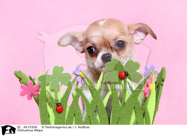 Chihuahua Welpe / JH-15309