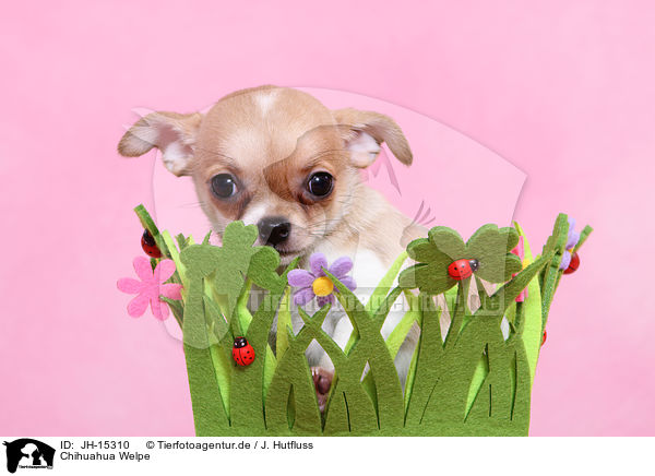 Chihuahua Welpe / JH-15310