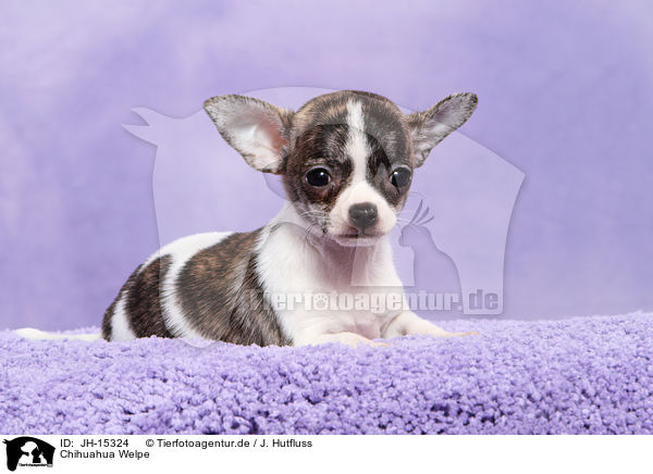 Chihuahua Welpe / JH-15324