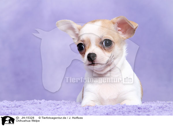Chihuahua Welpe / JH-15328