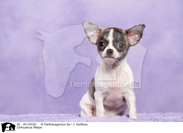 Chihuahua Welpe / Chihuahua Puppy / JH-15330