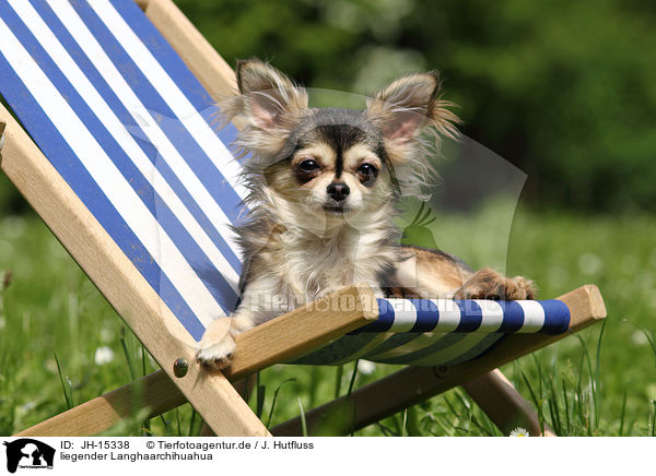 liegender Langhaarchihuahua / lying longhaired Chihuahua / JH-15338