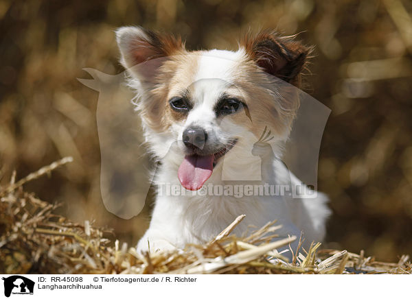 Langhaarchihuahua / longhaired Chihuahua / RR-45098