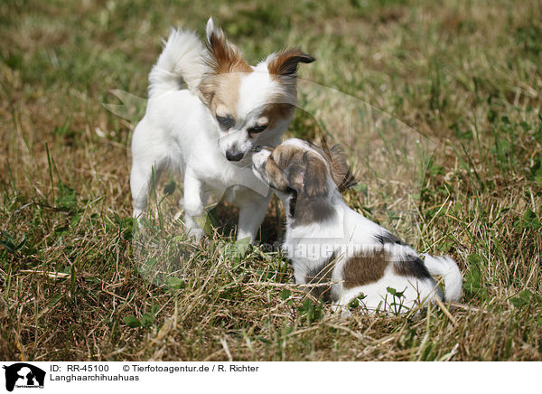 Langhaarchihuahuas / longhaired Chihuahuas / RR-45100