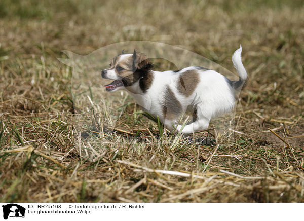 Langhaarchihuahua Welpe / longhaired Chihuahua puppy / RR-45108
