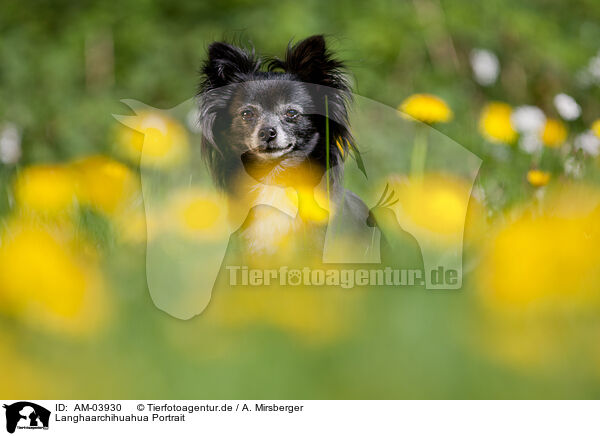 Langhaarchihuahua Portrait / longhaired Chihuahua Portrait / AM-03930