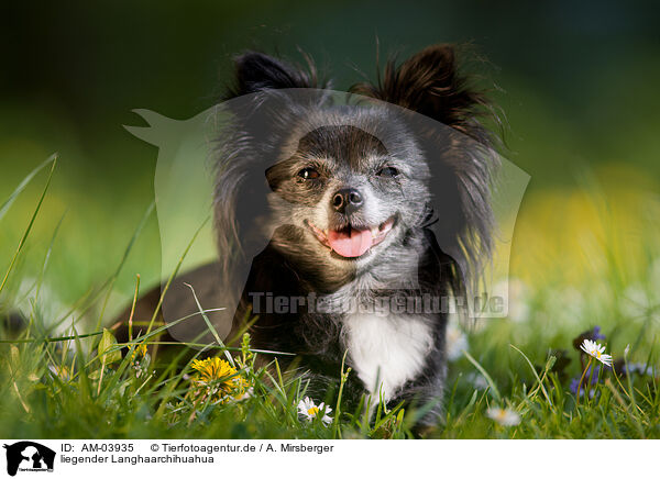 liegender Langhaarchihuahua / lying longhaired Chihuahua / AM-03935