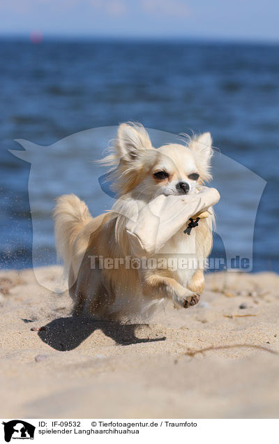 spielender Langhaarchihuahua / playing longhaired Chihuahua / IF-09532
