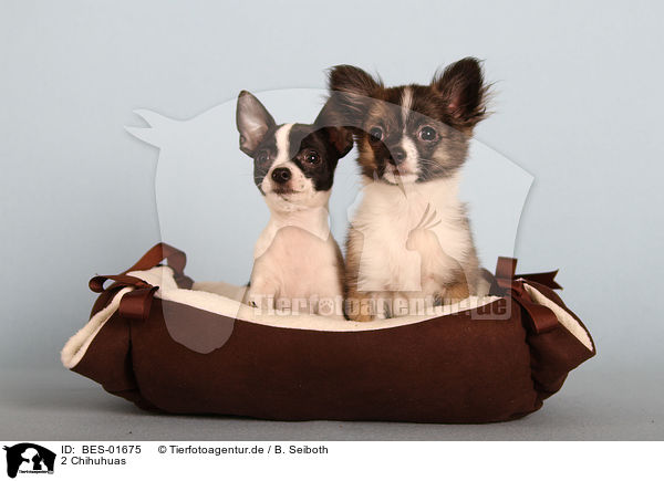 2 Chihuhuas / BES-01675