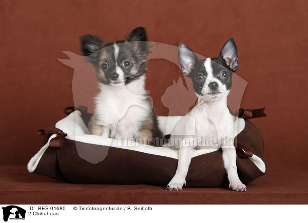 2 Chihuhuas / BES-01680