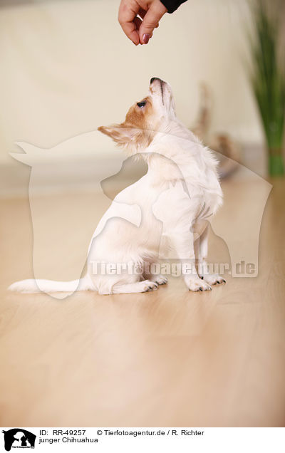 junger Chihuahua / young Chihuahua / RR-49257