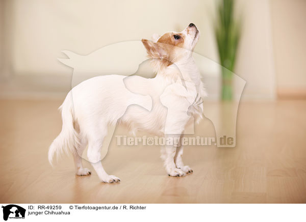 junger Chihuahua / young Chihuahua / RR-49259