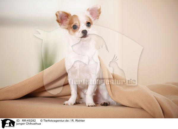 junger Chihuahua / young Chihuahua / RR-49282