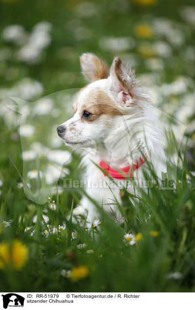 sitzender Chihuahua / sitting Chihuahua / RR-51979
