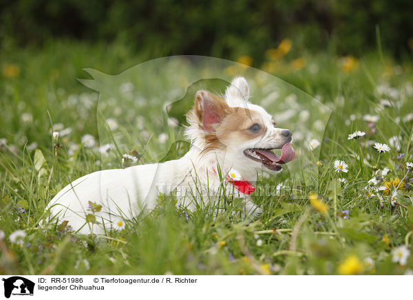 liegender Chihuahua / lying Chihuahua / RR-51986