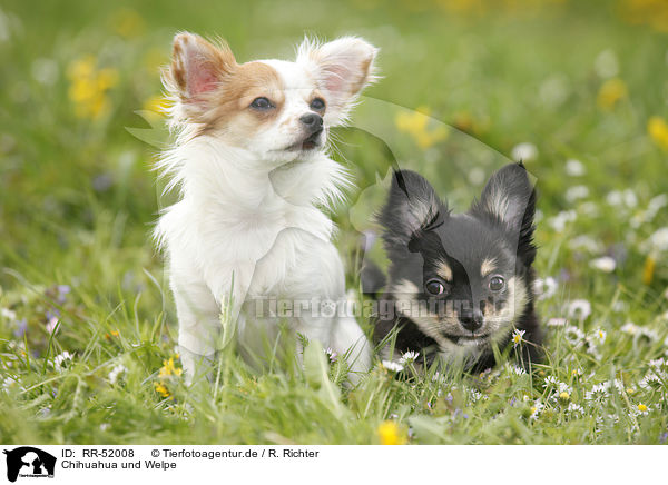 Chihuahua und Welpe / Chihuahua and puppy / RR-52008