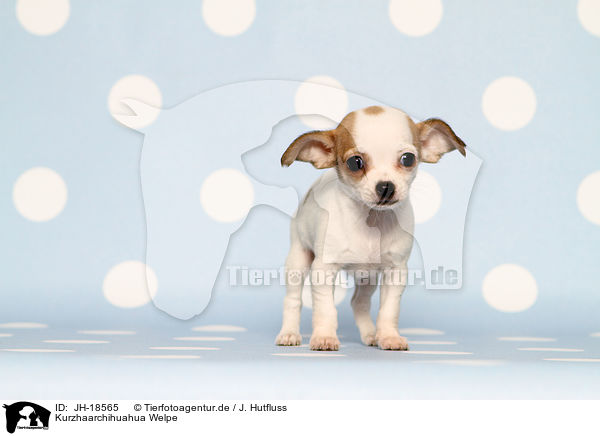 Kurzhaarchihuahua Welpe / JH-18565