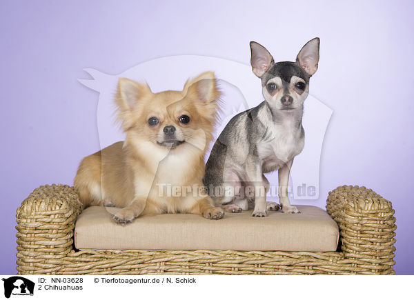 2 Chihuahuas / 2 Chihuahuas / NN-03628