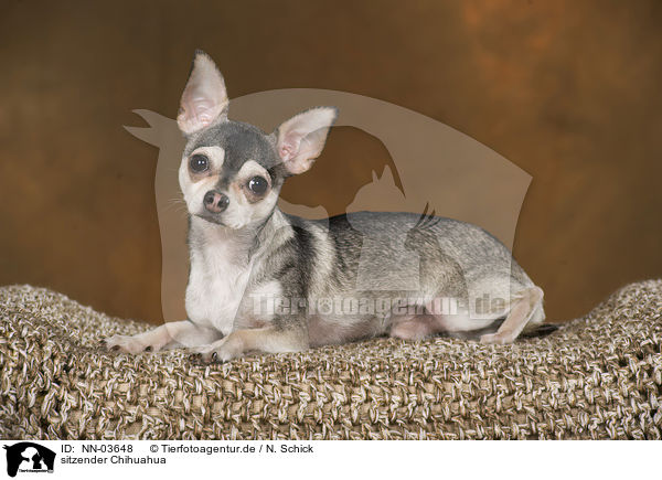 sitzender Chihuahua / NN-03648
