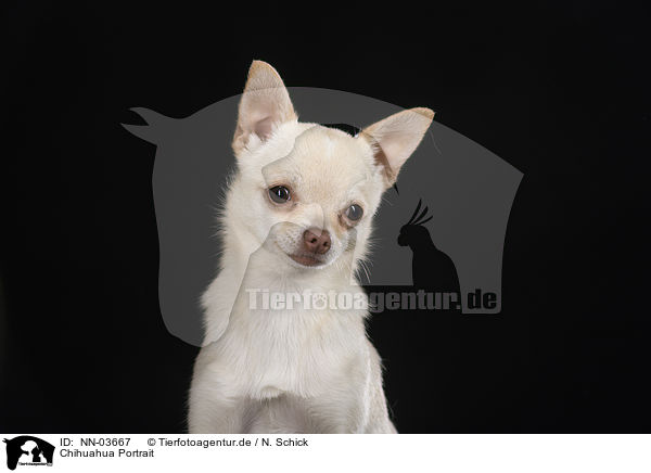 Chihuahua Portrait / NN-03667