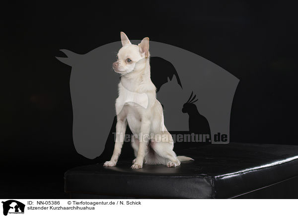 sitzender Kurzhaarchihuahua / sitting shorthaired Chihuahua / NN-05386
