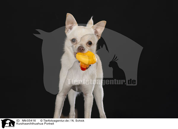 Kurzhaarchihuahua Portrait / shorthaired Chihuahua portrait / NN-05416