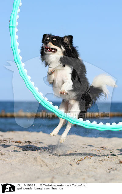 springender Langhaarchihuahua / jumping longhaired Chihuahua / IF-10631