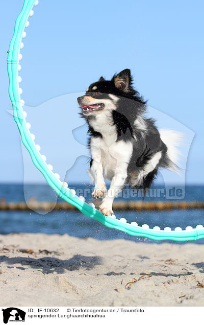 springender Langhaarchihuahua / jumping longhaired Chihuahua / IF-10632