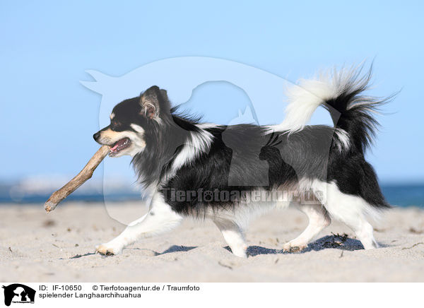 spielender Langhaarchihuahua / playing longhaired Chihuahua / IF-10650