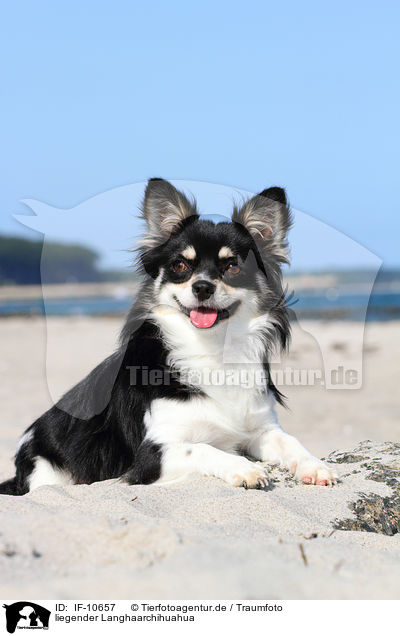 liegender Langhaarchihuahua / lying longhaired Chihuahua / IF-10657