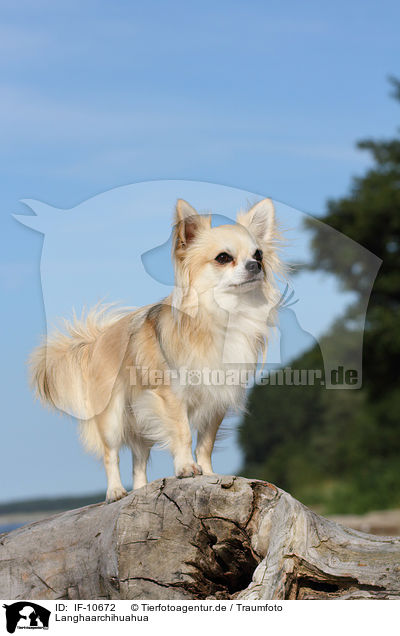 Langhaarchihuahua / longhaired Chihuahua / IF-10672