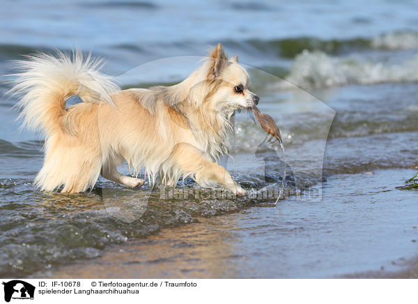 spielender Langhaarchihuahua / playing longhaired Chihuahua / IF-10678