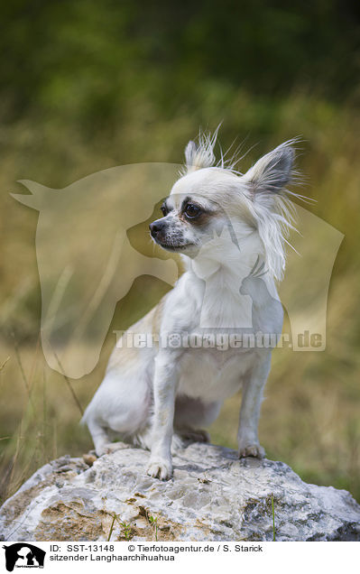 sitzender Langhaarchihuahua / sitting longhaired Chihuahua / SST-13148