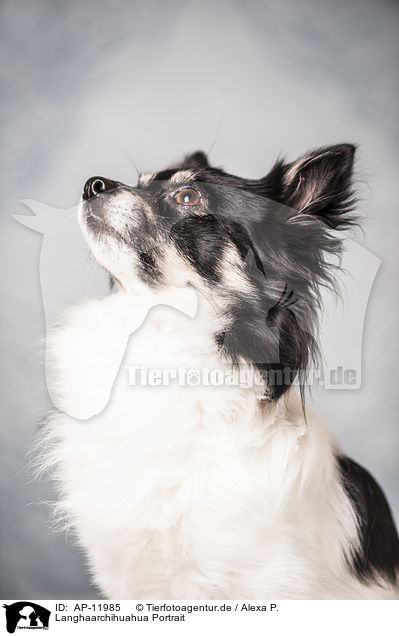 Langhaarchihuahua Portrait / longhaired Chihuahua portrait / AP-11985