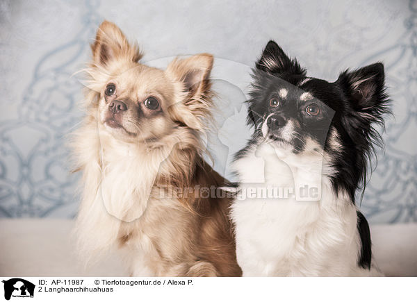 2 Langhaarchihuahuas / 2 longhaired Chihuahuas / AP-11987
