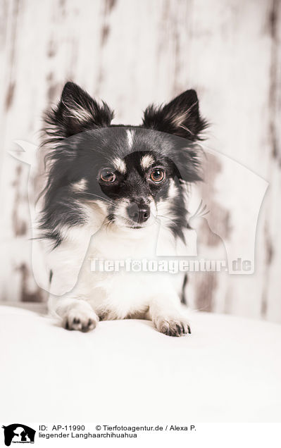 liegender Langhaarchihuahua / lying longhaired Chihuahua / AP-11990