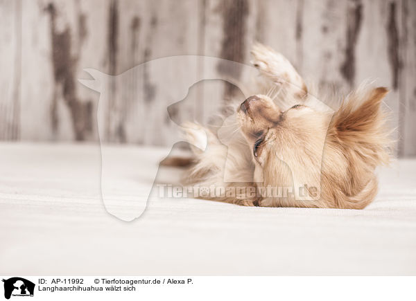 Langhaarchihuahua wlzt sich / rolling longhaired Chihuahua / AP-11992